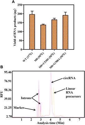 Effective synthesis of circRNA via a thermostable T7 RNA polymerase variant as the catalyst